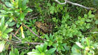 Grenouille rousse du Néouviellr Grenouille rousse du Néouviellr