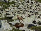Isard, espèce endépique des Pyrénées Isard, espèce endépique des Pyrénées